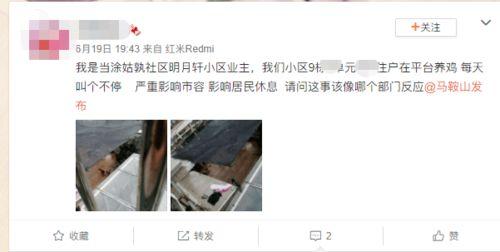 爆料养鸡套路视频播放,视频曝光惊人内幕，揭秘行业黑幕