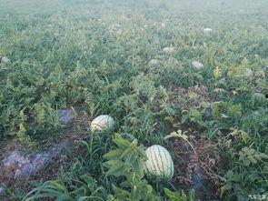 有啥吃瓜的论坛,一网打尽娱乐圈最新动态