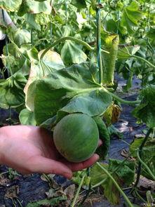 有啥吃瓜的论坛,一网打尽娱乐圈最新动态