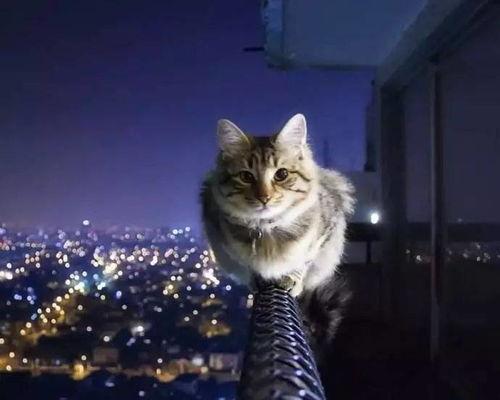 娱乐吃瓜猫捉鸟百度云,猫捉鸟奇遇记，百度云独家放送