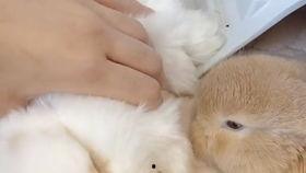 娱乐吃瓜小兔子,娱乐圈吃瓜小兔子的幕后故事