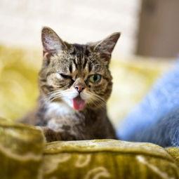 娱乐吃瓜菌猫猫,揭秘娱乐圈那些不为人知的幕后故事
