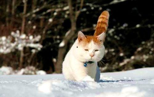 娱乐吃瓜菌猫猫,揭秘娱乐圈那些不为人知的幕后故事